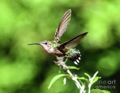 Millennial Trends Out Of Office Rights Managed Images - Ruby-throated hummingbird On A Mission Royalty-Free Image by Cindy Treger