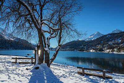 White Roses - Saint Moritz lake. Switzerland. by Giovanni Appiani