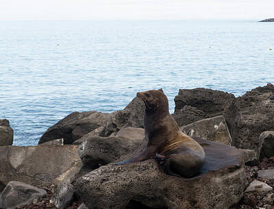 Parks - Sea Lions at the Harbour by Carol Ailles