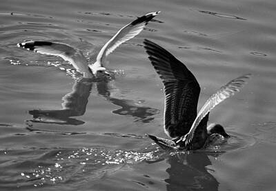 All American - Seagulls Landing In Water by Bob Neiman