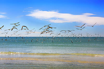 Outerspace Patenets - Siesta Key Birds by Chris Smith