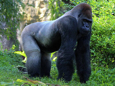 Modern Kitchen Royalty Free Images - Silverback Gorilla Royalty-Free Image by Heather Earl