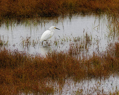 Whimsically Poetic Photographs Rights Managed Images - Snowy Egret in Marsh Royalty-Free Image by Joe Fisher