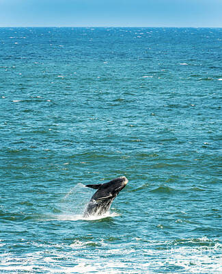 Royalty-Free and Rights-Managed Images - Southern Right Whale Jumping by THP Creative
