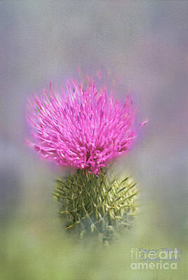 1-minimalist Childrens Stories Rights Managed Images - Spear Thistle Cirsium vulgare Royalty-Free Image by Hugh McKean