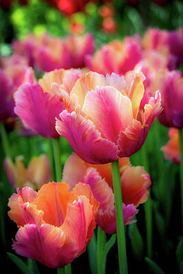 Green Grass - Spring Tulips by Julie Palencia