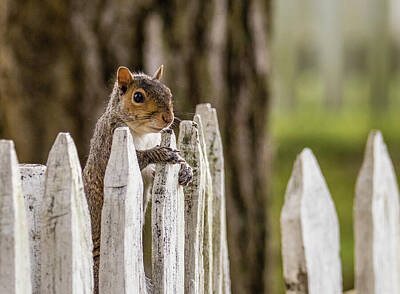 Anchor Down - Squirrel on a Fence by Rachel Morrison