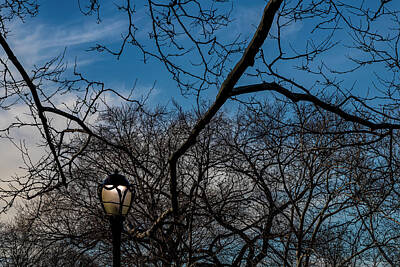 Route 66 - Street Light and Winter Trees by Robert Ullmann