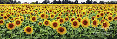 Sunflowers Royalty-Free and Rights-Managed Images -  Sunflower Field  9464 by Jack Schultz