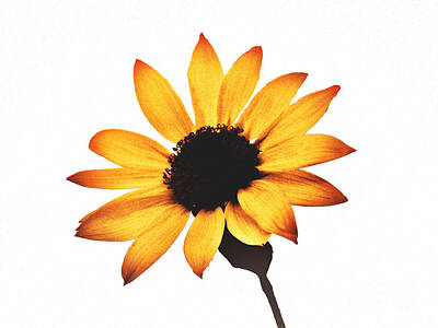Sunflowers Mixed Media - Sunny Sunflower Painting Art by Lucia Vega