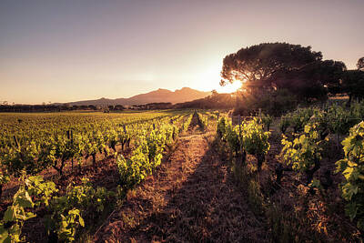 Landscapes Royalty-Free and Rights-Managed Images - Sunrise over vineyard in Corsica by Jon Ingall