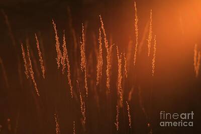 Garden Vegetables - Sunset Gold by Andries Alberts
