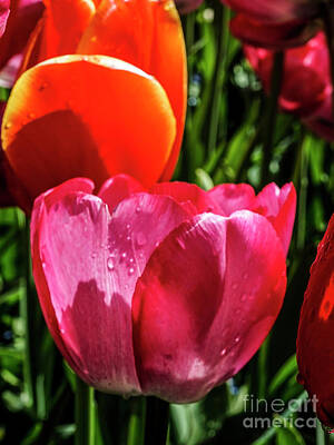Glass Of Water Rights Managed Images - Super Closeup Spring Tulip Flowers from Keukenhof in the Netherlands 15 of 36 Royalty-Free Image by William Robert Stanek