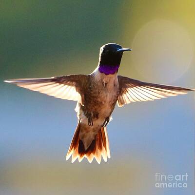 Spot Of Tea Rights Managed Images - Super Hummingbird Royalty-Free Image by Carol Groenen
