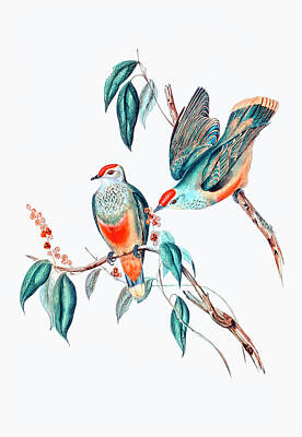 Birds Drawings - Swainsons Fruit Pigeon by Elizabeth Gould