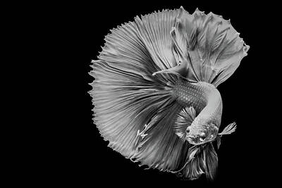 Gaugin Rights Managed Images - The Art of Siamese fighting betta fish movement black background Royalty-Free Image by Celestial Images
