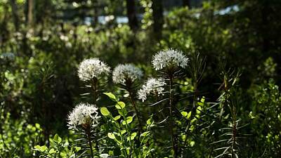 Rustic Kitchen - The blossoming Ledum palustre in the solar summer wood by Tamara Sushko