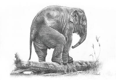 Mammals Drawings - The Little Big Man by Peter Williams