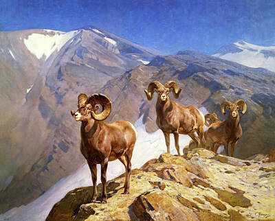 Recently Sold - Mountain Paintings - The Mountaineers  Big Horn Sheep on Wilcox Pass  by Carl Rungius