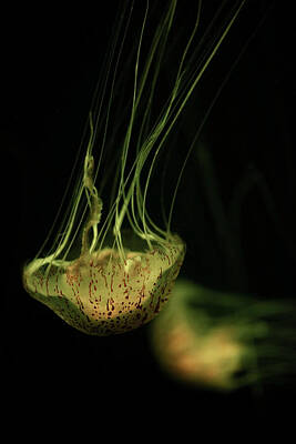 Animals Photos - Tiger Sea Nettle Jellyfish or Chrysaora Wurlerra by Rob D