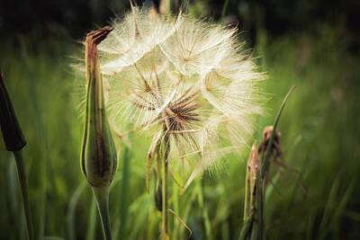 Abstract Flowers Photos - Tragopogon, goatsbeard or salsify is like a huge dandelion flower. by David Ridley