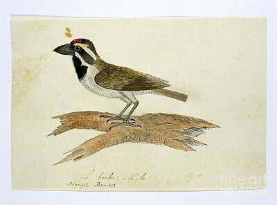 Birds Paintings - Tricholaema leucomelas Acacia pied barbet Robert Jacob Gordon, 1777 - 1786 by Shop Ability
