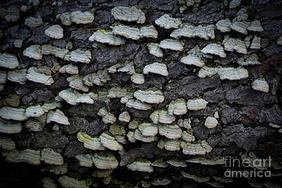 Minimalist Movie Posters 2 Rights Managed Images - Turkey tail Fungus on dead wood  Royalty-Free Image by Perry Van Munster