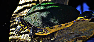 Reptiles Photo Royalty Free Images - Turtle Royalty-Free Image by Dado Molina
