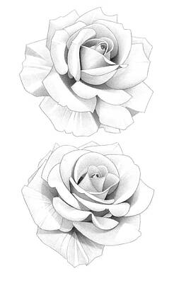 Abstract Flowers Drawings - Two Roses Pencil Drawing 29 by Matthew Hack