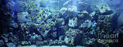 Animals Royalty-Free and Rights-Managed Images - Underwater coral reef and fish by Michal Bednarek