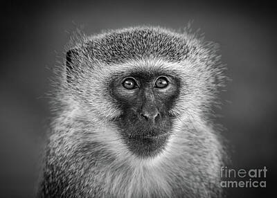 Portraits Royalty-Free and Rights-Managed Images - Vervet Male Portrait by Jamie Pham