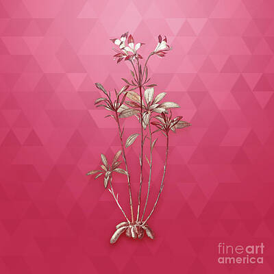 Lilies Mixed Media - Vintage Lily of the Incas in Gold on Viva Magenta by Holy Rock Design
