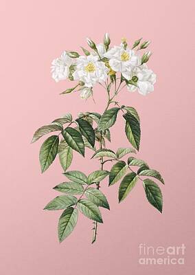 Holiday Pillows 2019 - Vintage Musk Rose Botanical Illustration on Pink by Holy Rock Design