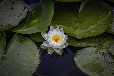 Lilies Royalty Free Images - Water Lilly Royalty-Free Image by Martin Newman