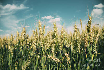 Umbrellas Royalty Free Images - Wheat field Royalty-Free Image by Jelena Jovanovic