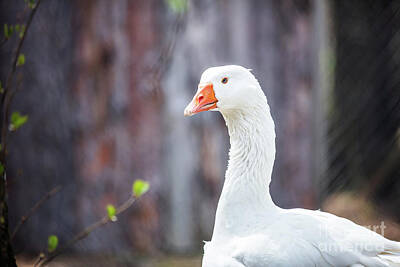 Portraits Photos - White goose close-up face portrait. by Michal Bednarek