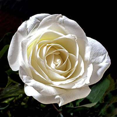Ira Marcus Royalty-Free and Rights-Managed Images - White Rose by Ira Marcus