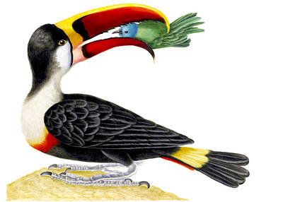 Animals Royalty-Free and Rights-Managed Images - White-throated Toucan by Bird Republic