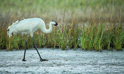 Lori A Cash Royalty-Free and Rights-Managed Images - Whooping Crane Walking  by Lori A Cash