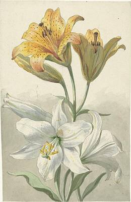 Legendary And Mythic Creatures Rights Managed Images - Yellow and White Lilies, Willem van Leen, c. 1780 Royalty-Free Image by Arpina Shop
