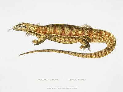 Travel Luggage Royalty Free Images - 1. Yellow Monitor Monitor flavescens from Illustrations of Indian zoology 1830-1834 by John Edward G Royalty-Free Image by Arpina Shop