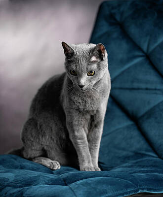 Portraits Photos - Russian Blue by Nailia Schwarz