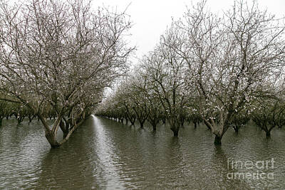 State Fact Posters Rights Managed Images - Sacramento River Flood Royalty-Free Image by Danaan Andrew