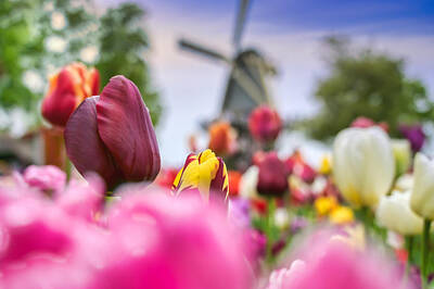 Maps Rights Managed Images - Tulips and windmills in Holland Royalty-Free Image by James Byard