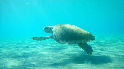 The Beatles - Sea Turtle Caretta - Caretta Zakynthos Island Greece by GiannisXenos Underwater Photography