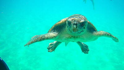 Seascapes Larry Marshall - Sea Turtle Caretta - Caretta Zakynthos Island Greece by GiannisXenos Underwater Photography