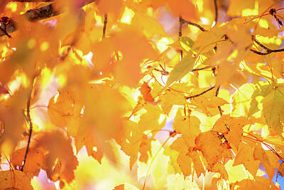 Royalty-Free and Rights-Managed Images - Autumnal Park. Autumn Trees and Leaves. Fall by Alex Grichenko