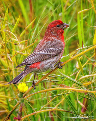 Birds Royalty Free Images - House Finch Male Royalty-Free Image by Joe Fisher