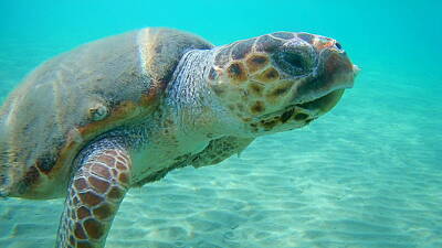 Movies Star Paintings - Sea Turtle Caretta - Caretta Zakynthos Island Greece by GiannisXenos Underwater Photography