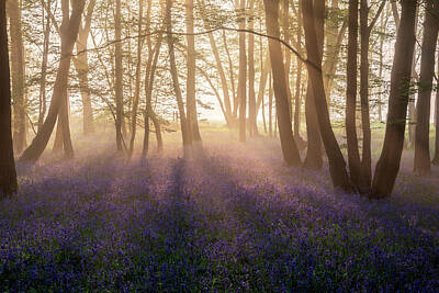Planes And Aircraft Posters - Lovely Spring bluebell forest with light layer of fog giving cal by Matthew Gibson